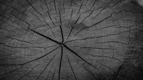 Old tree cut Stock Photos