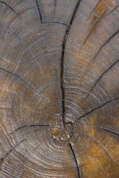 Old tree cut texture Stock Photos