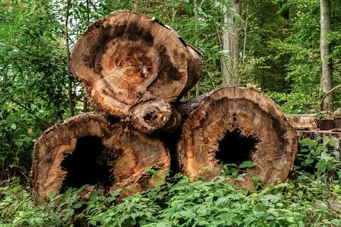 Old tree cuts. Stock Photos
