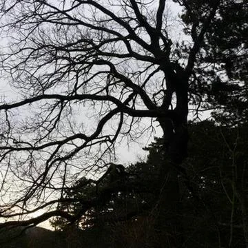 An old tree in the dark Stock Photos