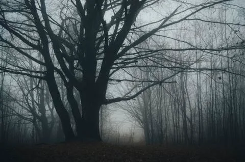 Old tree in dark scary forest, halloween landscape Stock-Fotos