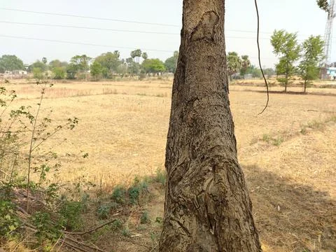 Old tree day view Stock Photos