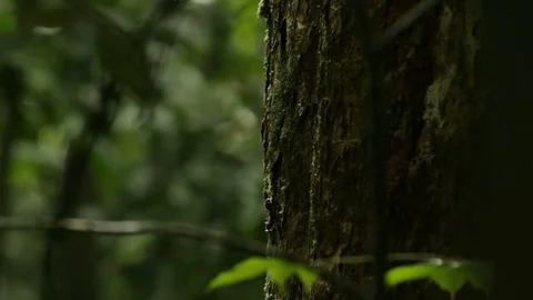 Old tree in the deep forest 스톡 동영상 76398036