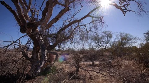 Old tree in desert - pan to and hold Stock Footage 82912986