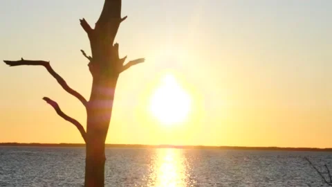 Old tree on a deserted beach silhouetted against large sun Stock Footage 150196474