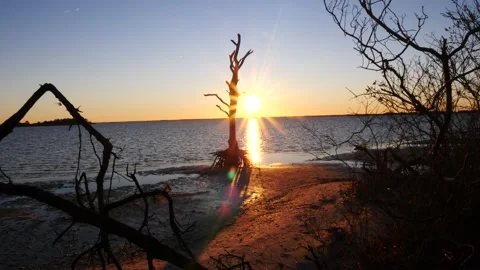 Old tree on a deserted sandy beach silhouetted against sunset Stock Footage 150196469