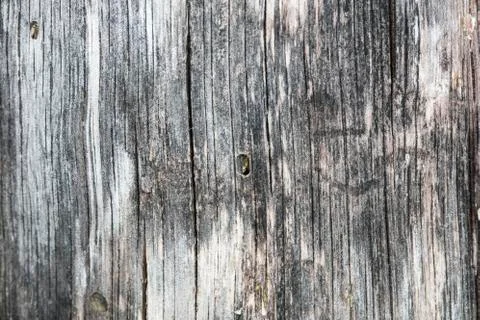 Old tree, destroyed, traces of bark beetles Stock Photos