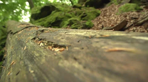 Old tree drive trough Stock-Footage 23481269