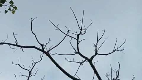 An old tree with dry branches looks like the sun is shining softly. Stock Footage 327911994