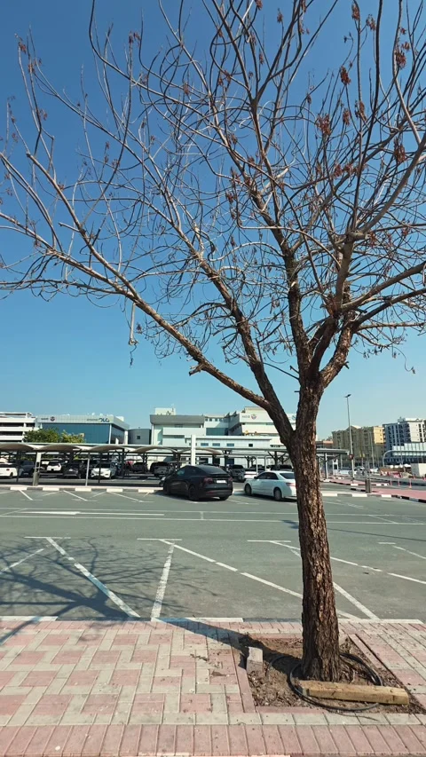 An old tree at Dubai's port Rashid area in the UAE Stock Footage 327388352