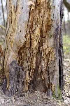 An old tree eaten from the inside by pests and a lot of rubbish Stock Photos