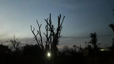 This is old tree in evening time Foto stock
