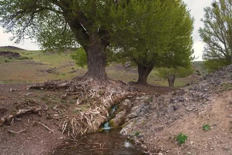 Old tree with exposed roots growing over a natural spring in a rocky landscap Stock Photos