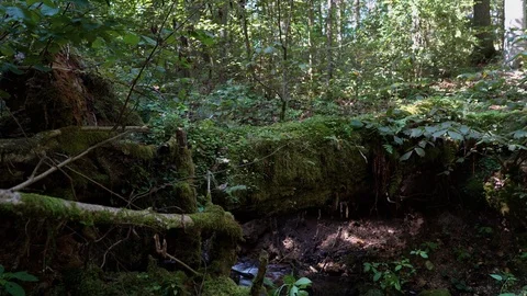 An old tree fallen along the Vilsos river, Lithuania Stock Footage 113965293