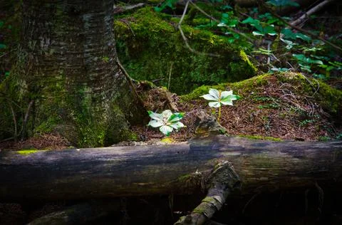 An old tree fallen down Stock Photos