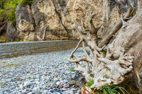 Old tree fallen into the river. trunk of old spruce rotting in water Stock Photos