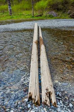 Old tree fallen into the river. trunk of old spruce rotting in water Stock Photos