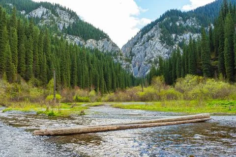 Old tree fallen into the river. trunk of old spruce rotting in water Stock Photos