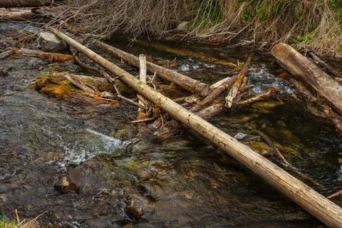 Old tree fallen into the river. trunk of old spruce rotting in water Stock Photos
