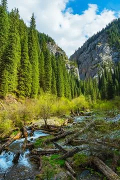 Old tree fallen into the river. trunk of old spruce rotting in water Stock Photos
