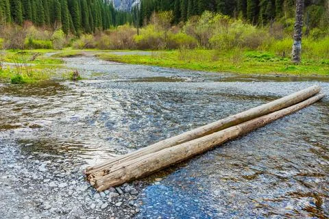 Old tree fallen into the river. trunk of old spruce rotting in water Stock Photos