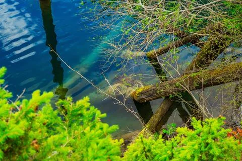 Old tree fallen into the river. trunk of old spruce rotting in water Stock Photos