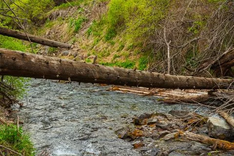 Old tree fallen into the river. trunk of old spruce rotting in water Stock Photos