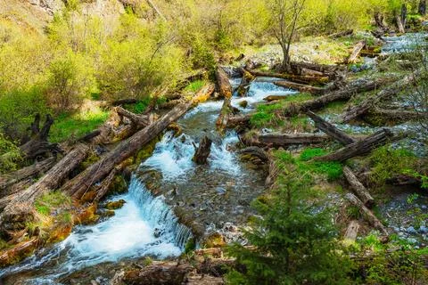 Old tree fallen into the river. trunk of old spruce rotting in water Foto stock