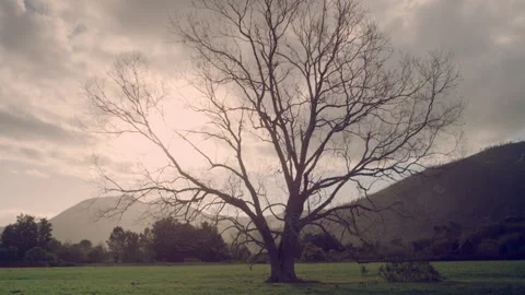 Old tree on a farm in the afternoon Stock Footage 278807755