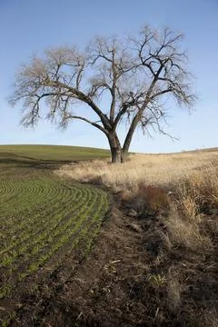 Old tree by farm field. Stock Photos