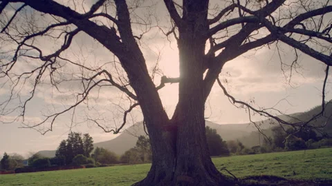 Old tree on a farm Stock Footage 278808412