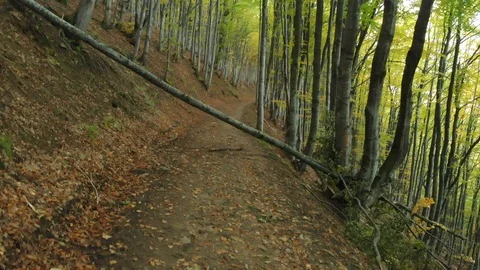 Old Tree Fell on the Path.Autumn Deciduous Forest. Beech Alley Stock Footage 107127608