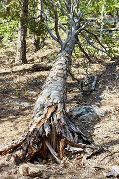 An old tree felled by the wind Stock Photos