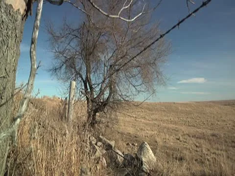 Old tree &amp; fence row 库存影片 10588639
