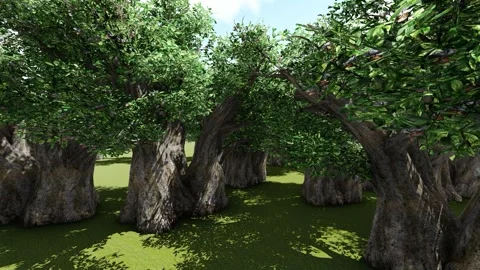 Old Tree in the Field Stock Footage 337729697