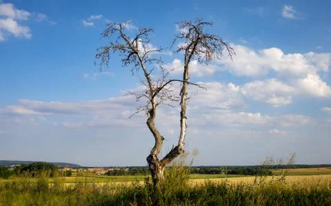 Old tree on the field Foto stock