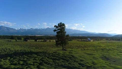 Old tree on the field,sunset. aerial slow motion 4k Stock Footage 77889213