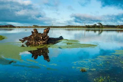 Old Tree A float Stock Photos