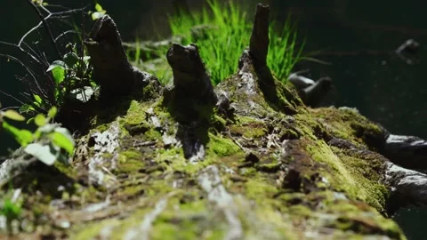 Old tree flooded in the lake, the camera moves along the tree trunk Video stock 144843897