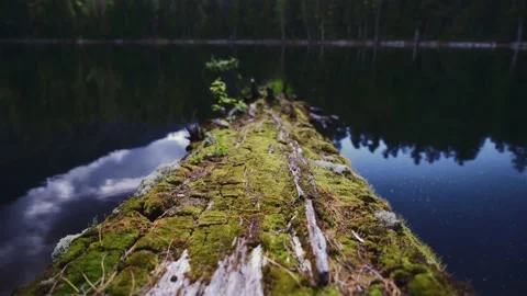 Old tree flooded in the lake, the camera moves along the tree trunk Stock Footage 144844418