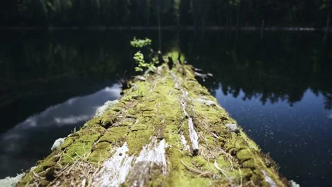 Old tree flooded in the lake, the camera moves along the tree trunk Stock Footage 146193813
