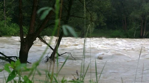 An old tree in a flooded river 스톡 동영상 40615383