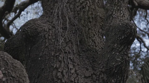 Old Tree in Florida during the Day Stock Footage 114584794