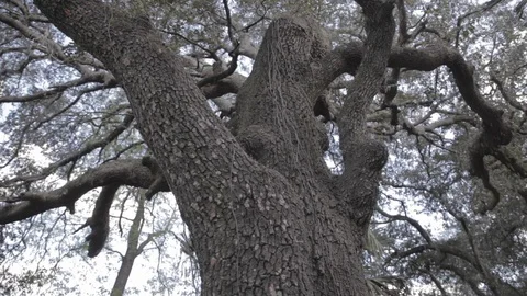 Old Tree in Florida during the Day Video stock 114584827