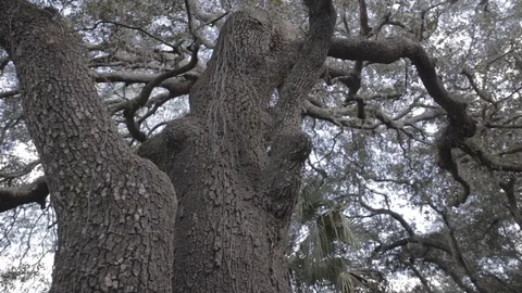 Old Tree in Florida during the Day Stock-Footage 114584830