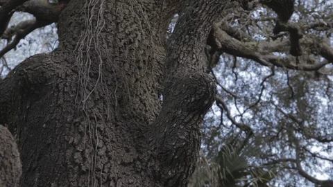Old Tree in Florida during the Day Stock Footage 114584861