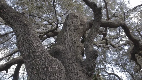 Old Tree in Florida during the Day Stock-Footage 114584913