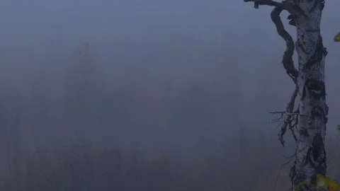 Old tree in the fog Stock Footage 269445988