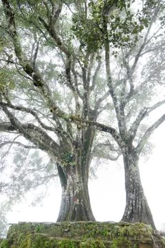 Old tree in the fog Stock Photos