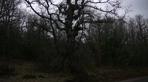 Old Tree Stock Footage 10744201